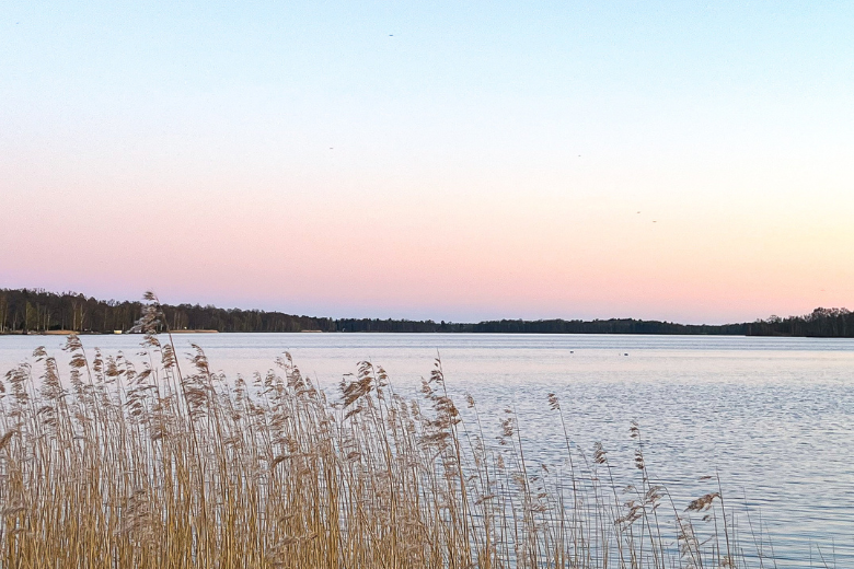 Osbysjön i solnedgång med vass som sticker upp från sjön